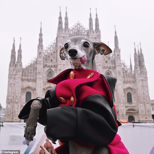 Tika the Iggy, fashion influencer dog, dies at 14